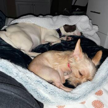 Pit Bull Terrier and Terrier Dogs Available for Adoption in Cumming, Georgia - Starling 22338 | PetCurious