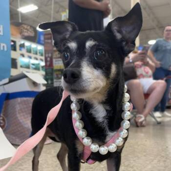 Peso -  Chihuahua Dog for Adoption in Santa Fe, Texas - Peso | PetCurious