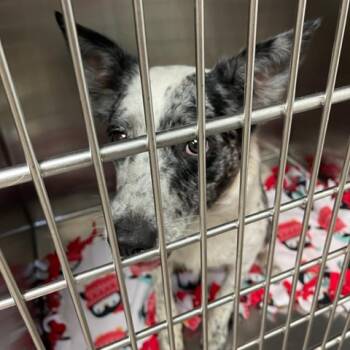 Dot -  Australian Cattle Dog Blue Heeler Dog for Adoption in Ottawa, Kansas - Dot | PetCurious