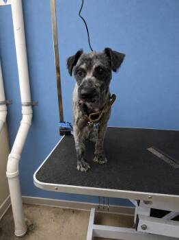 Tiny Tim -  Miniature Schnauzer and Poodle Dog for Adoption in Blue Earth, Minnesota - Tiny Tim | PetCurious