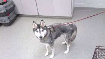 NOBLE -  Husky and Mixed Breed Dog for Adoption in Omaha, Nebraska - NOBLE | PetCurious