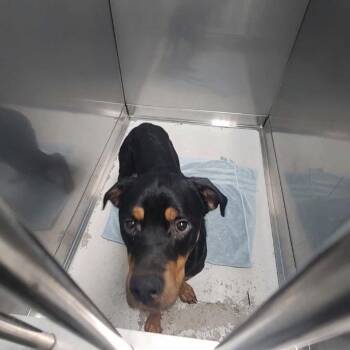 Mixed Breed Dogs Available for Adoption - James William Bottomtooth | PetCurious