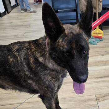 AHNJ-Stray-121027 -  Dutch Shepherd Dog for Adoption in Newark, New Jersey - AHNJ-Stray-121027 | PetCurious