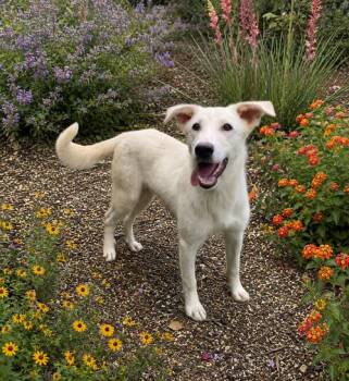 Hoagie -  Labrador Retriever and German Shepherd Dog Dog for Adoption in Boerne, Texas - Hoagie | PetCurious