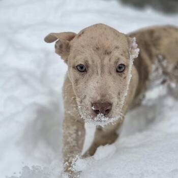 Shepherd and Mixed Breed Dogs Available for Adoption - Zootz | PetCurious