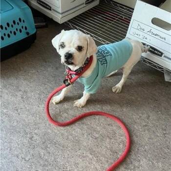 Max -  Shih Tzu Dog for Adoption in Brentwood, Missouri - Max | PetCurious