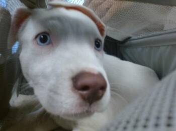 A479783 -  American Staffordshire Terrier Dog for Adoption in Oklahoma City, Oklahoma - A479783 | PetCurious