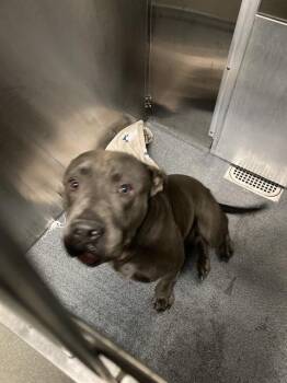 PAYDAY -  Mixed Breed Dog for Adoption in Dallas, Texas - PAYDAY | PetCurious