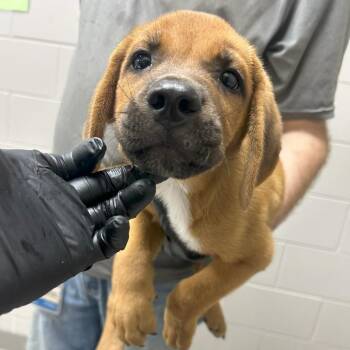 George -  Black Mouth Cur Dog for Adoption in Lufkin, Texas - George | PetCurious
