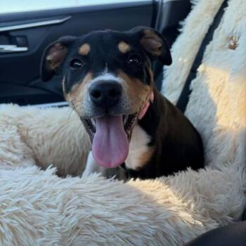 Rottweiler Dogs Available for Adoption - Millie | PetCurious