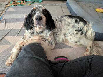 Available for Adoption - Bernie (VA, USA) -  English Setter Dog for Adoption in Chelsea, Michigan - Available For Adoption - Bernie (VA, USA) | PetCurious