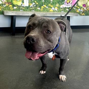 Rescue Pit Bull Terrier Dogs for Adoption in Normal, Illinois - Brock | PetCurious