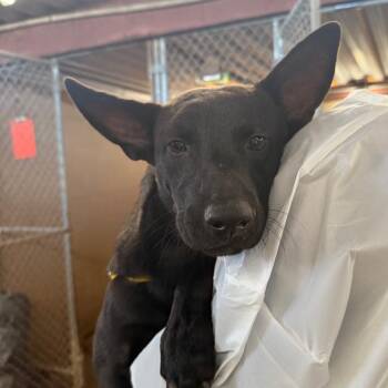 Shepherd Dogs Available for Adoption - Gonzo | PetCurious