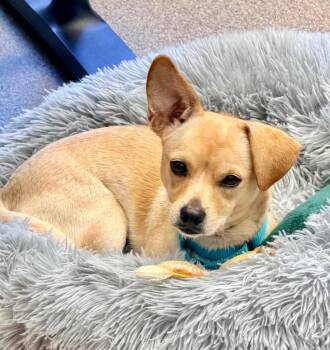 Gardenia -  Chihuahua and Mixed Breed Dog for Adoption in Cape Coral, Florida - Gardenia | PetCurious