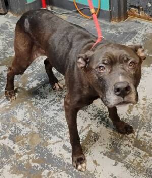 Rescue American Staffordshire Terrier Dogs for Adoption in New Lexington, Ohio - Ember #315 | PetCurious