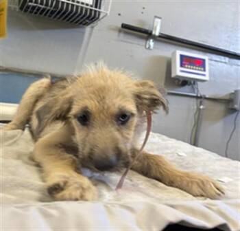 A886254 -  Cairn Terrier Dog for Adoption in Camarillo, California - A886254 | PetCurious