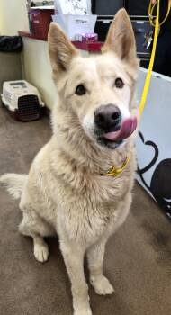 German Shepherd Dog and Husky Dogs Available for Adoption in Sierra Vista, Arizona - Glaze | PetCurious