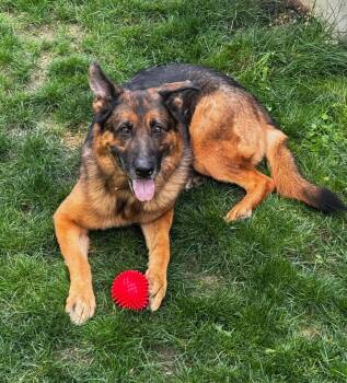 Rudi -  German Shepherd Dog Dog for Adoption in Bellevue, Washington - Rudi | PetCurious