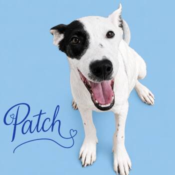 Patch -  Australian Cattle Dog Blue Heeler Dog for Adoption in South Elgin, Illinois - Patch | PetCurious
