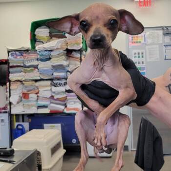 Mixed Breed Dogs Available for Adoption in Las Cruces, New Mexico - 103098 | PetCurious