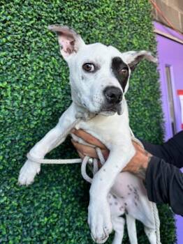 Terrier and Mixed Breed Dogs Available for Adoption - 60164710 | PetCurious