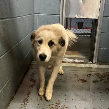 Rescue Mixed Breed Dogs for Adoption in Gadsden, Alabama - Piedmonta | PetCurious