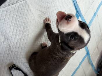 Daisy -  Pit Bull Terrier and American Staffordshire Terrier Dog for Adoption in St. Clair Shores, Michigan - Daisy | PetCurious