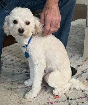 Rescue Miniature Poodle Dogs for Adoption in Sunset Valley, Texas - Romie | PetCurious