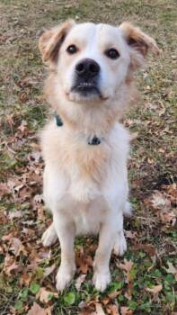 Mellow -  Golden Retriever and Mixed Breed Dog for Adoption in Zimmerman, Minnesota - Mellow | PetCurious