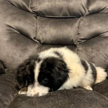 Paul Anka -  Australian Cattle Dog Blue Heeler and Border Collie Dog for Adoption in Minneapolis, Minnesota - Paul Anka | PetCurious