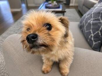 Ricky -  Cairn Terrier Dog for Adoption in Tifton, Georgia - Ricky | PetCurious