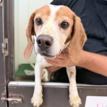 Beagle Dogs Available for Adoption in Chino Hills, California - Perdita -Chino Hills Location | PetCurious