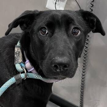 Pointer and Labrador Retriever Dogs Available for Adoption - Peachy | PetCurious