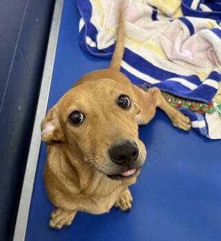 Dachshund Dogs Available for Adoption in Sterling, Massachusetts - Kile 5 Months Male AVAILABLE 4/29 | PetCurious