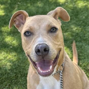 Danny Go! - ECAS -  Pit Bull Terrier and Mixed Breed Dog for Adoption in Pleasanton, California - Danny Go! - ECAS | PetCurious