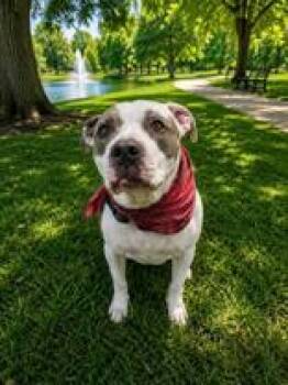 Payne -  Pit Bull Terrier Dog for Adoption in New Iberia, Louisiana - Payne | PetCurious