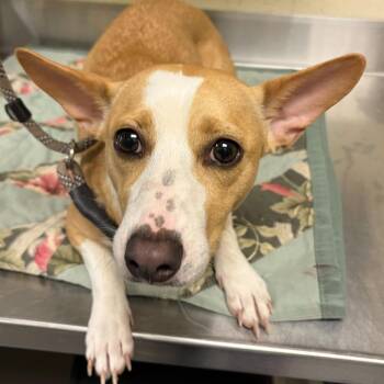 Mixed Breed Dogs Available for Adoption in Asheville, North Carolina - Ittie Bittie | PetCurious