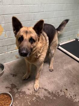 German Shepherd Dog Dogs Available for Adoption - NORMAN | PetCurious