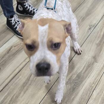 Summer -  Mixed Breed Dog for Adoption in Newark, New Jersey - Summer | PetCurious
