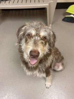 Mixed Breed Dogs Available for Adoption in Bellingham, Washington - Freya | PetCurious