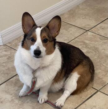 Cardigan Welsh Corgi Dogs Available for Adoption in Alafaya, Florida - Ruby | PetCurious