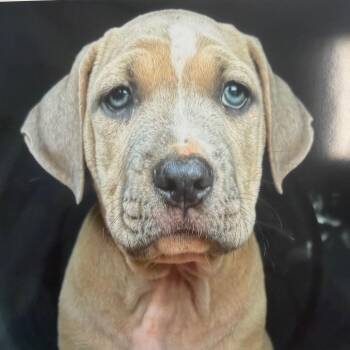 Shortcake -  Pit Bull Terrier and Mixed Breed Dog for Adoption in Nashville, Tennessee - Shortcake | PetCurious