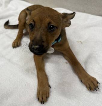 Rescue Terrier and Mixed Breed Dogs for Adoption in Honolulu, Hawaii - 59693353 | PetCurious