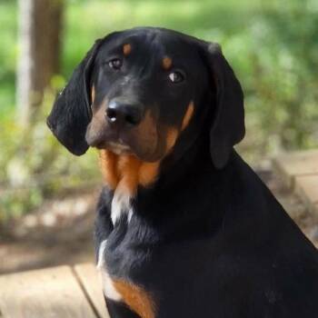 Coonhound and Terrier Dogs Available for Adoption - Jed | PetCurious