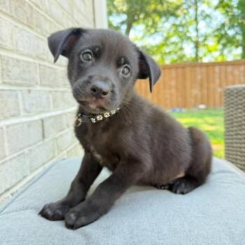 Black Labrador Retriever Dogs Available for Adoption in Wando, South Carolina - Brock | PetCurious