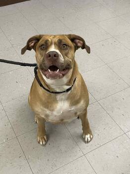 Mixed Breed Dogs Available for Adoption - Billy | PetCurious