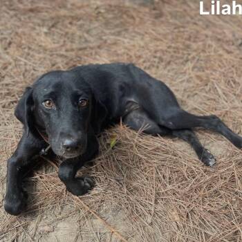 Lilah -  Labrador Retriever Dog for Adoption in Little Rock, Arkansas - Lilah | PetCurious