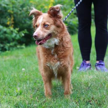CT Oakley -  Australian Shepherd Dog for Adoption in Eastford, Connecticut - CT Oakley | PetCurious