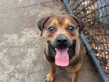 German Shepherd Dog and Mixed Breed Dogs Available for Adoption - SNIPER | PetCurious