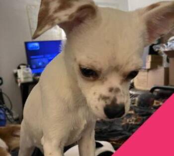 Rat Terrier and Chihuahua Dogs Available for Adoption - SPONSOR OR FOSTER ME - Dottie | PetCurious